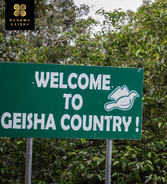 Bean & Bean Panama Janson Washed Gesha — product gallery detail, image 2