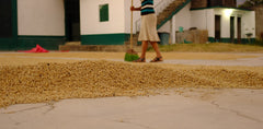 CESMACH coffee drying patio documentary photograph