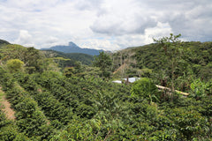 Feast Pablo Yana Bolivia Washed Coffee product photograph 5