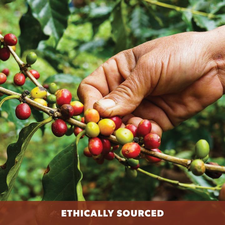 Decaf Sumatra Organic