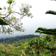 Finca Los Positos Nicaragua coffee story graphic four