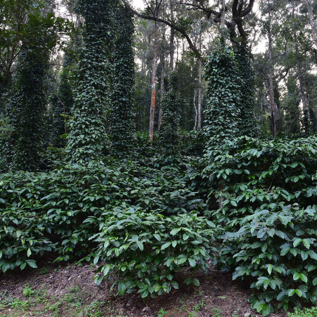 BOLD | Badnekhan | Medium-Dark Roast