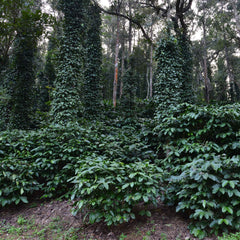 Kaveri Badnekhan Medium-Dark Roast Coffee Shade-grown coffee farm — image 5