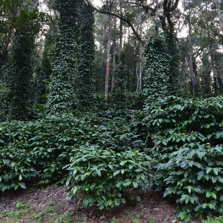 BOLD | Badnekhan | Medium-Dark Roast