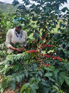 Feast Humeka Rwanda Anaerobic Natural product photograph 2