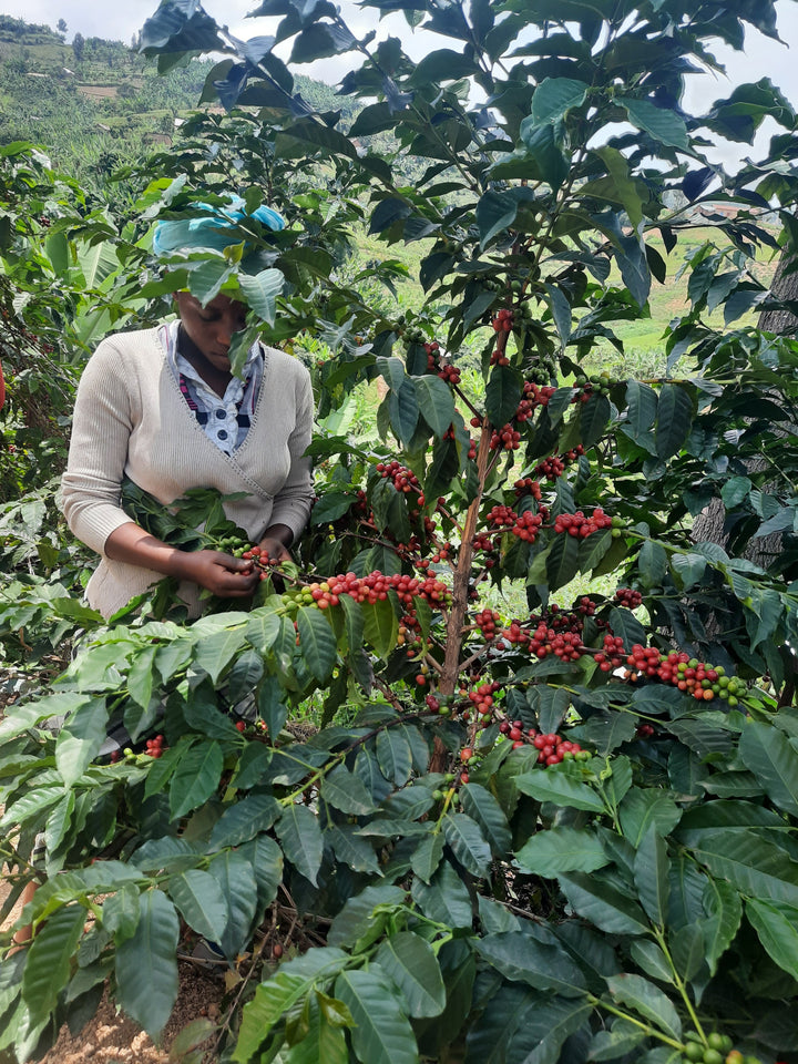 Humeka | Rwanda | Anaerobic Natural