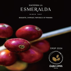 Hacienda La Esmeralda 2024 crop graphic with red coffee cherries