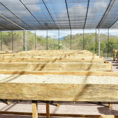 Finca Los Positos Nicaragua coffee story graphic two