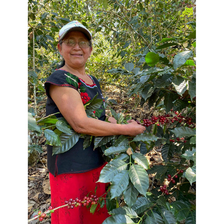 Rosalba's Mexico