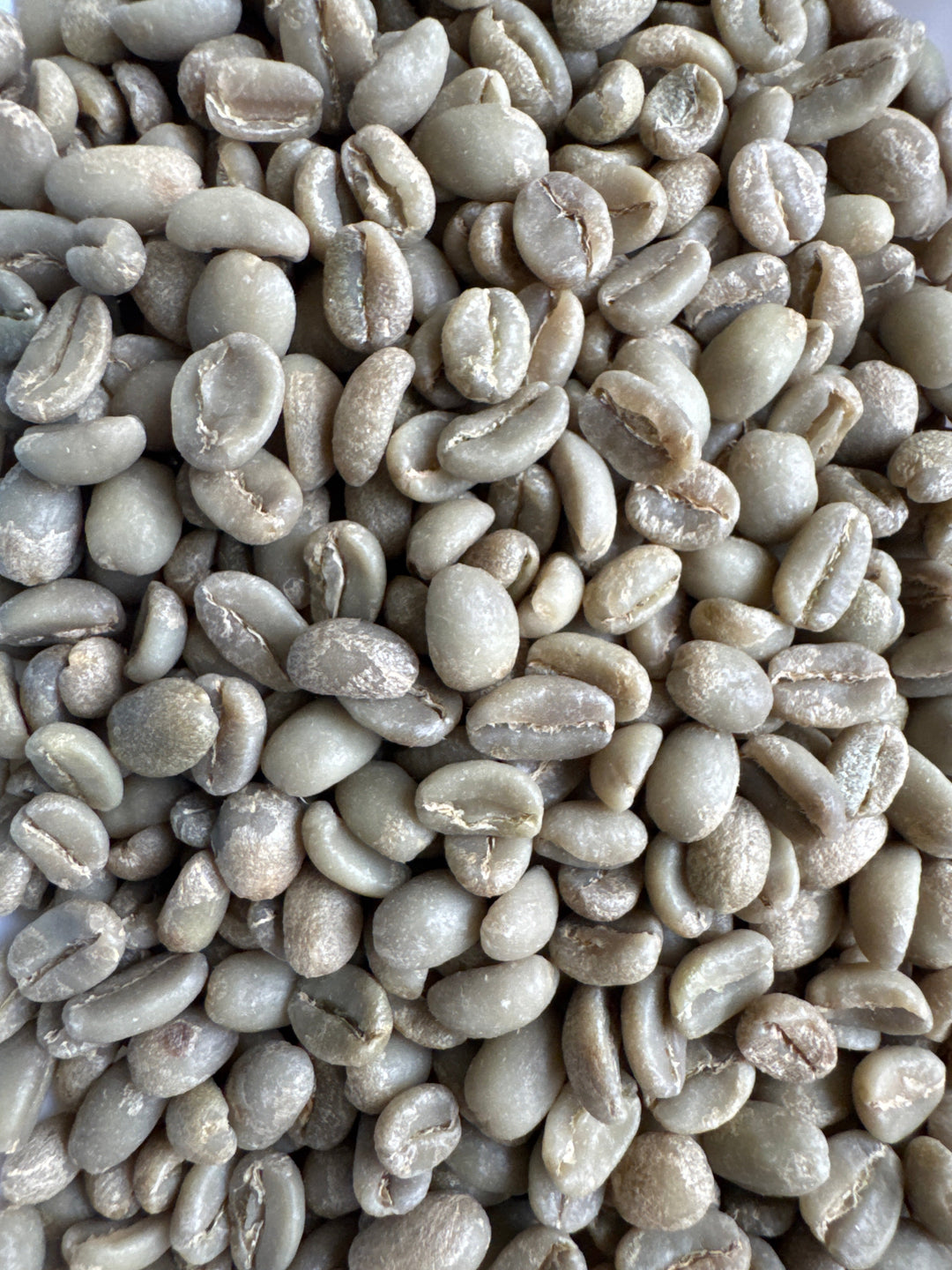Ethiopia Halo Beriti Yirgacheffe Bekele Gemeda Washed GREEN BEANS -