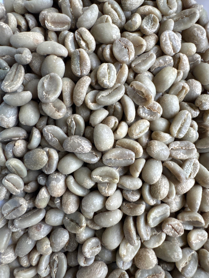 Ethiopia Halo Beriti Yirgacheffe Bekele Gemeda Washed GREEN BEANS -