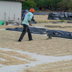 Finca Los Positos Nicaragua coffee story graphic three