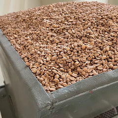 Condor Colombia EA Decaf Green Coffee — green bean close-up