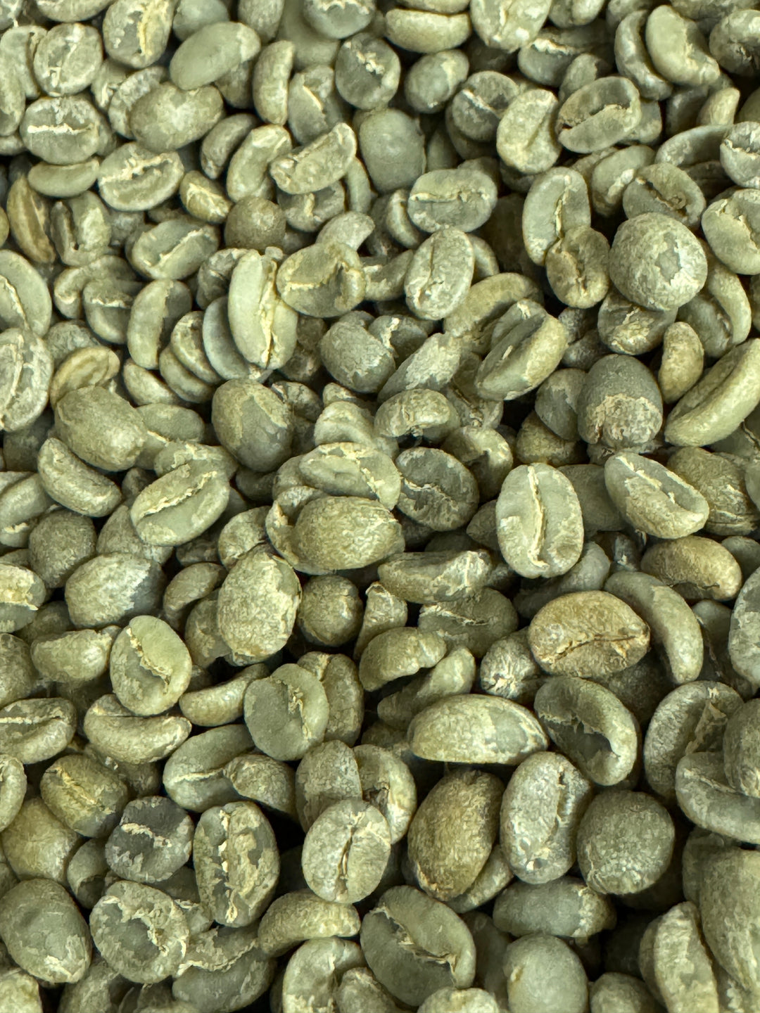 Colombia La Victoria Huila - GREEN BEANS -