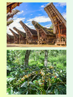 Dayes Sulawesi Toraja Sapan Minanga Grade 1 Coffee farm information graphic — image 2
