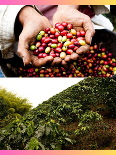 Dayes Colombia Supremo 17/18 Coffee Coffee farm information graphic — image 2