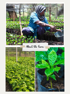Dayes Tanzania Peaberry APK Estate Coffee Tanzania PB APK Estate — image 2