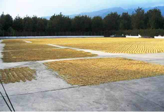 Dayes Guatemala Antigua Los Volcanes SHB Antigua Los Volcanes Guatemala coffee farm — image 2