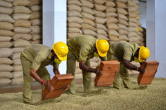 Kaveri Monsooned Malabar Medium-Dark Roast Aspinwall monsooned coffee processing — image 5