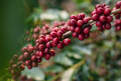 Black Elm Arrival Espresso Blend product presentation 2