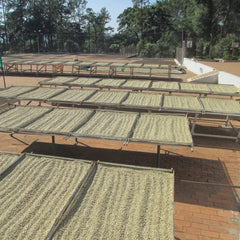 Kaveri Badnekhan Medium-Dark Roast Coffee Badnekhan coffee estate — image 6
