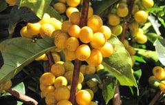 Brazil Decaf by Nossa Familia Coffee — coffee farm and production, image 11 of 13