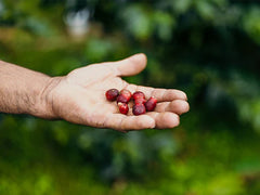 Keller family Guatemala coffee farm documentary image