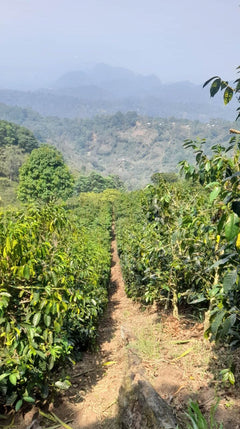 Bean & Bean Honduras COE #5 Gesha Coffee — producer or origin detail, image 3