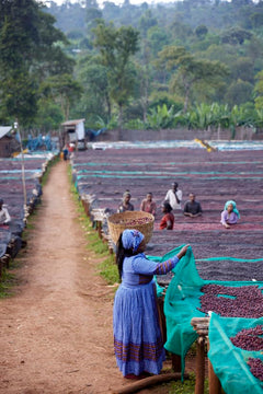 Tigest Wako Ethiopia coffee farm documentary photograph two