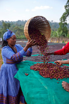 Tigest Wako Ethiopia coffee farm documentary photograph three