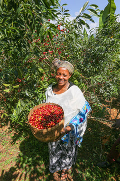 Tigest Wako Ethiopia coffee farm documentary photograph one