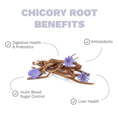Supplier chicory-root graphic listing digestive, antioxidant, blood-sugar and liver claims