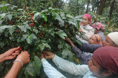 Coffee pickers at the Indian estate behind Varshini's coffee