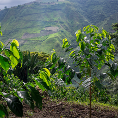 Bean & Bean Ecuador La Soledad Typica Mejorado — product gallery detail, image 3