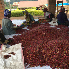 Women sorting freshly harvested coffee cherries in Rwanda