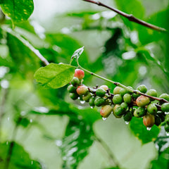 Spirit Animal Honduran Espresso Blend — coffee product image 6