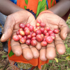 Fresh coffee cherries from Ejo Heza's Rwanda producer community