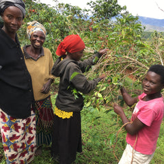Women harvesting coffee for Ejo Heza's Rwanda lot