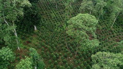 Dense green coffee plants on a hillside