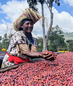 Worker sorting red coffee cherries on a raised drying bed