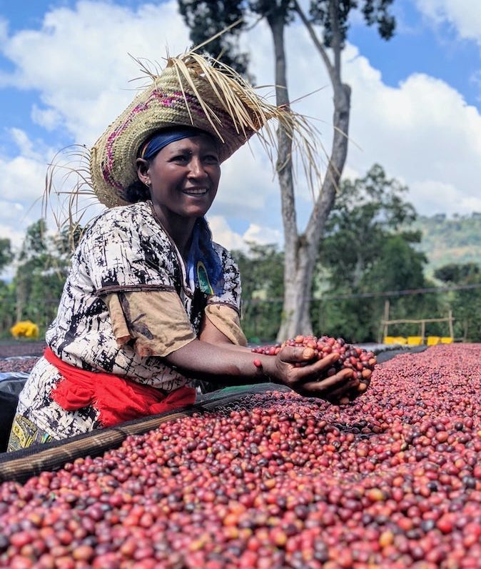 Ethiopia Sidamo Shantawene, GR1 Organic
