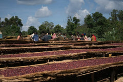 Rusty Dog Ethiopia Dembi Natural Light Roast — producer or origin detail, image 2