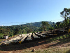 Long coffee-drying beds extending across a hillside — Tiny Footprint Ethiopia Suke Quto Honey Light Roast