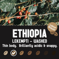 Coffee cherries above the bulk Lekempti light-roast profile — Hemisphere Ethiopia Lekempti Light Roast Coffee, 5 lb