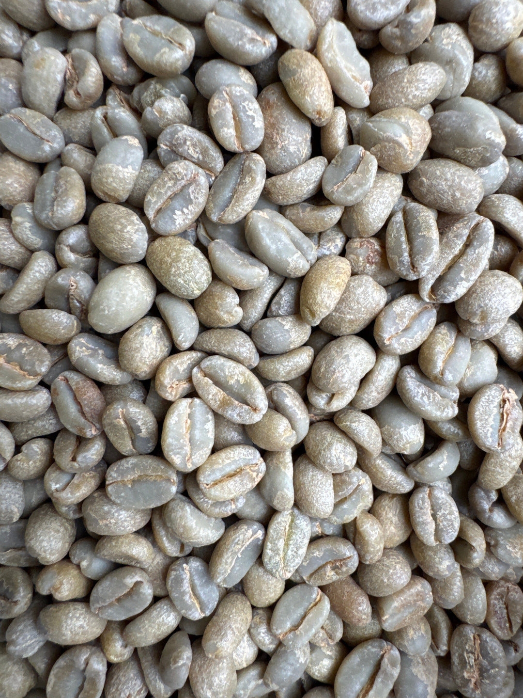 Ethiopia Kayon Mountain Organic G1 Natural GREEN BEANS -