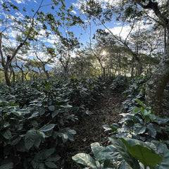 Guatemala – Slow Jam by Nossa Familia Coffee — coffee farm and production, image 7 of 9