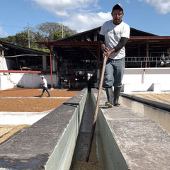 Guatemala – Slow Jam by Nossa Familia Coffee — coffee farm and production, image 6 of 9