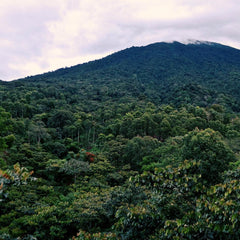 Guatemala – Slow Jam by Nossa Familia Coffee — coffee package, image 8 of 9