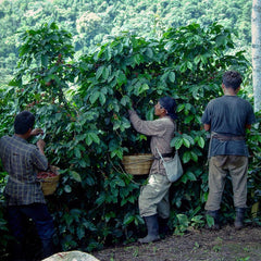 Guatemala – Finca San Jerónimo Miramar by Nossa Familia Coffee — coffee package, image 9 of 10
