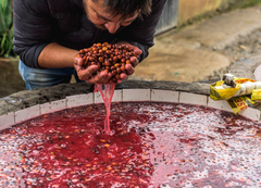 Dayes Colombia Geisha Anaerobic Honey Coffee Specialty coffee product or farm photograph — image 3